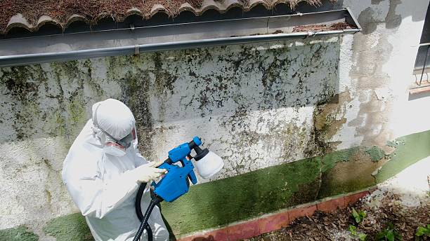 Top rated local Attic Mold Removal specialists in Gibsonton, FL